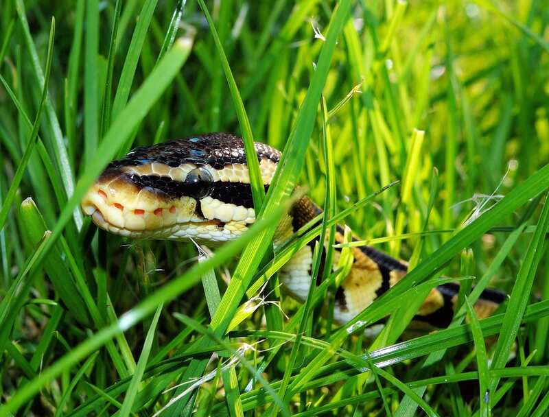 snake in garden