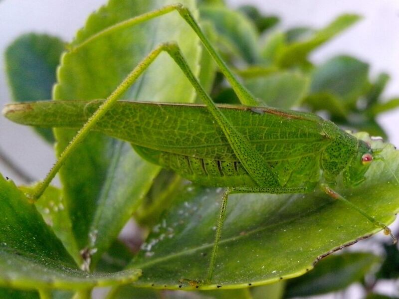 A grasshopper sitting on a leaf