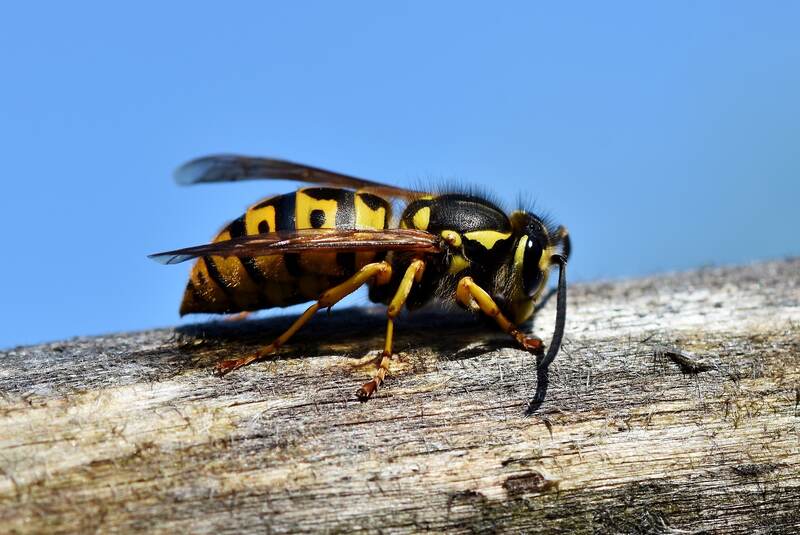 hornet