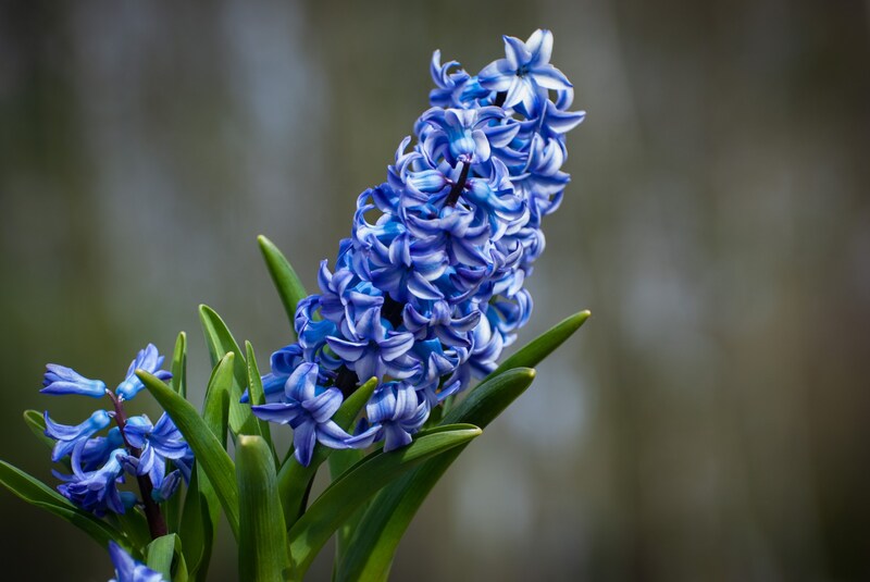 A purple blue color hyacinth plant 