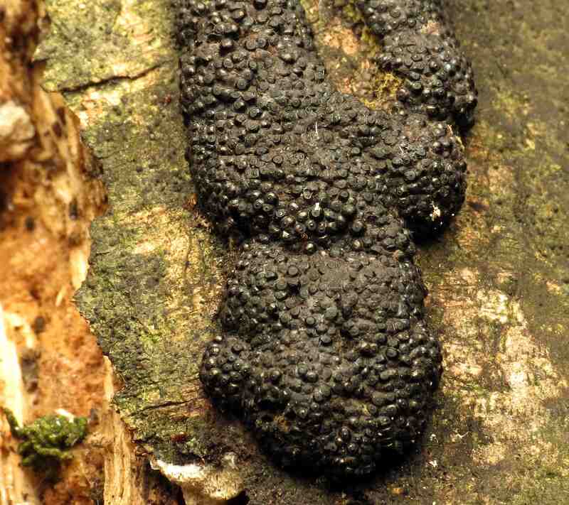 A tree with Hypoxylon Canker disease.