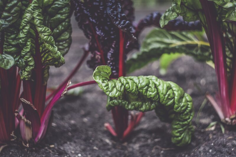 rainbow chard plant