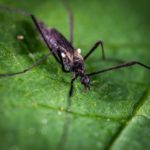 Eco-Friendly Ways to Control Outdoor Pests in Austin