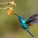 How to Attract Hummingbirds to Your Garden