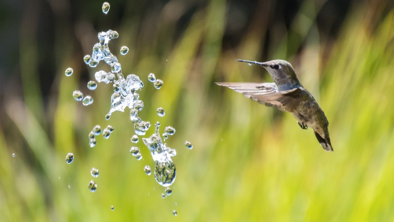 hummingbird near water