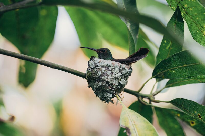 hummigbird nest