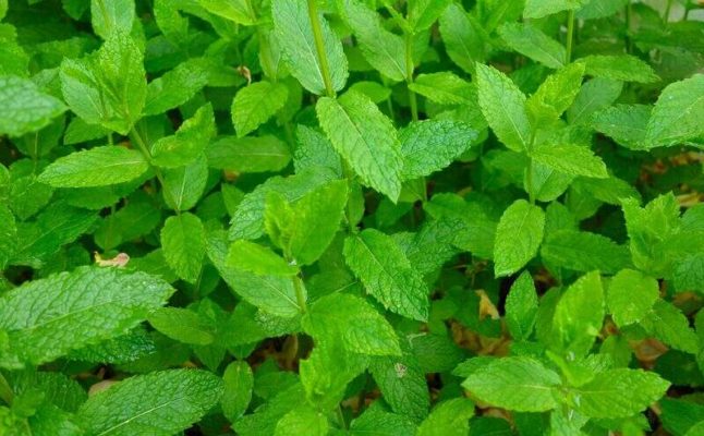 A peppermint plant which is used to repel insects