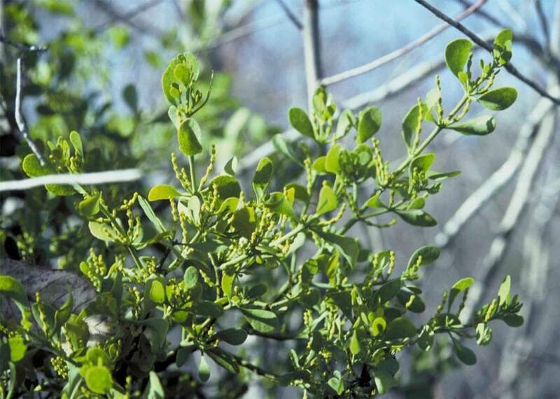 A mistletoe plant in a lawn