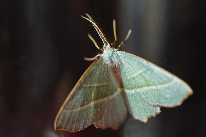 A moth insect is shown