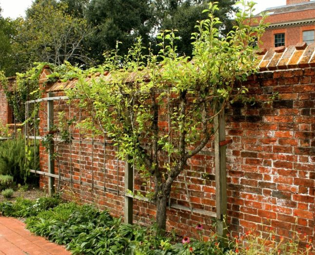 espaliered trees in a lawn