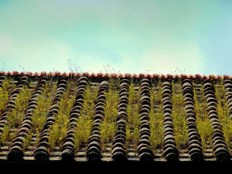 Pros and Cons of a Green Roof Lawnstarter