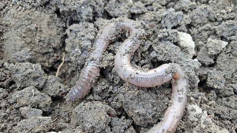 earthworm