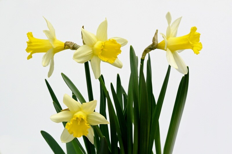 Yellow colored daffodil flowers in a lawn