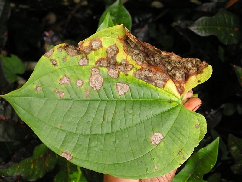 A tree with Anthracnose disease.