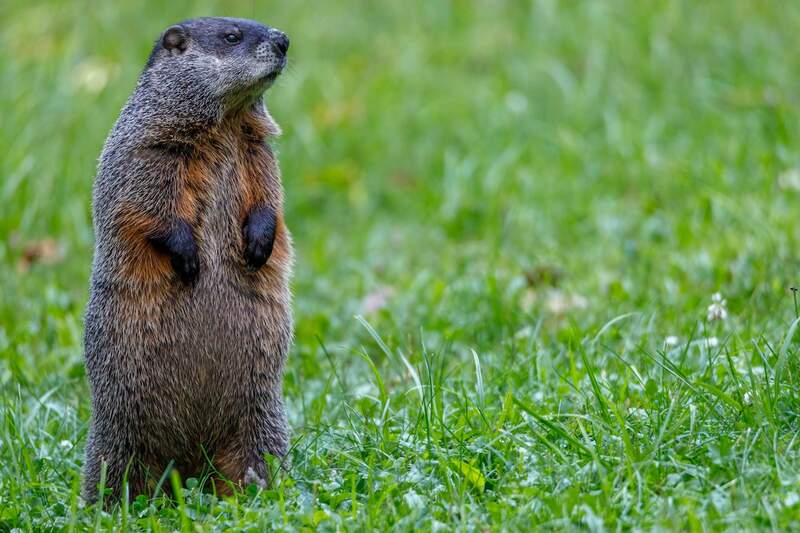 A groundhog on a grass