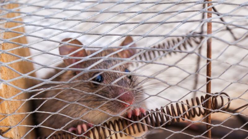 A rat trapped inside a cage