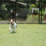How to Prevent the Neighbor’s Dog from Pooping in Your Yard
