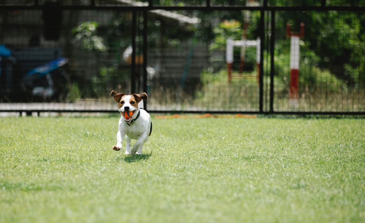 A neighbor dog pooping in your yard