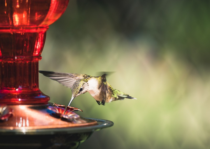 A beautiful bird and a feeder