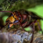 How to Get Rid of Hornets in Your Yard