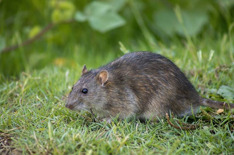 a rat moving on a grass