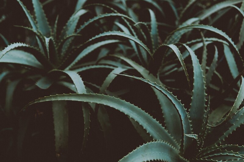 Beautiful pictures of Aloe plant