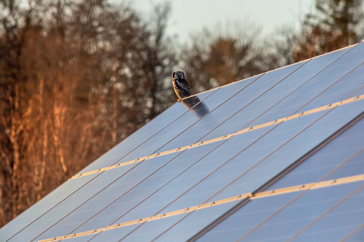 solar panels