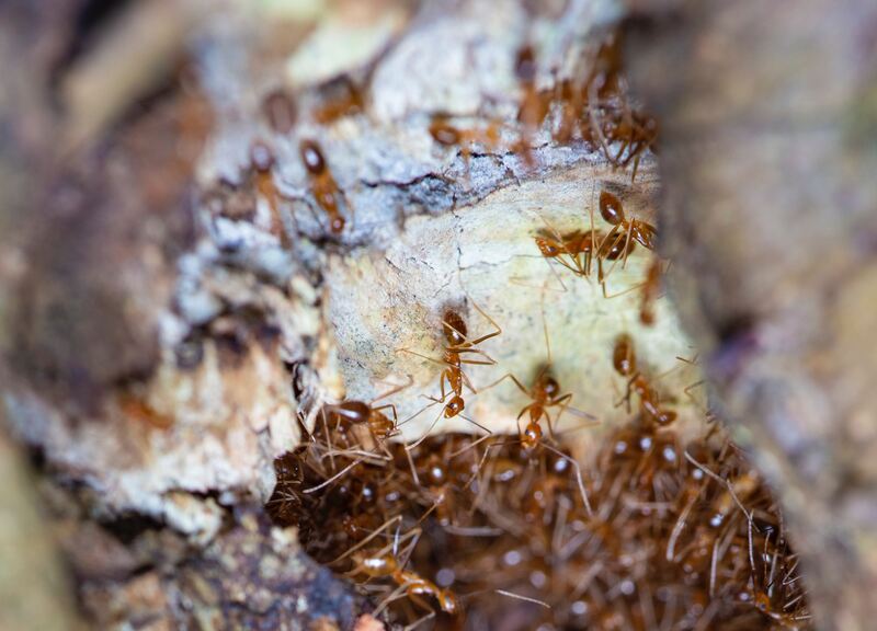 Pharaoh ant