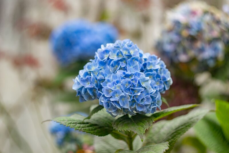 A light blue colored hydrangea plant