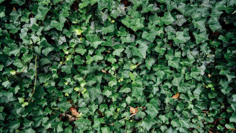 Beautiful green colored english ivy plant