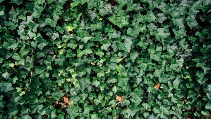 Beautiful green colored english ivy plant