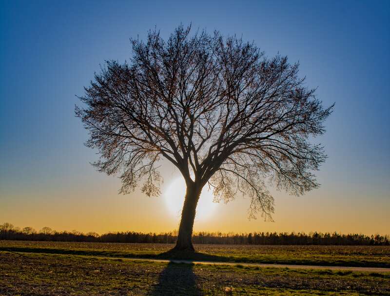 tree