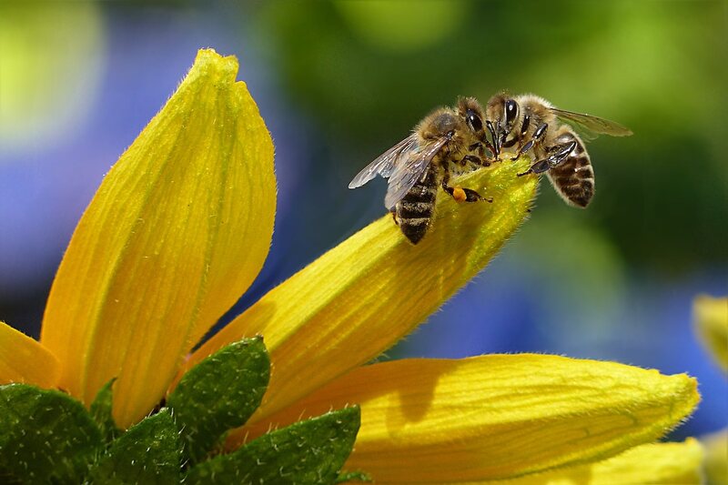 2 bees on a flower