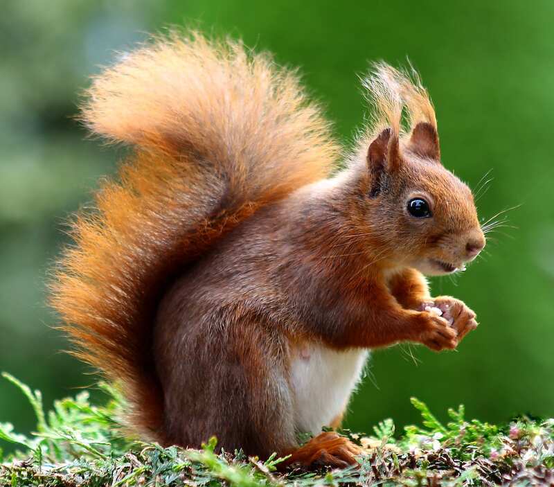 A brown squirrel on grass