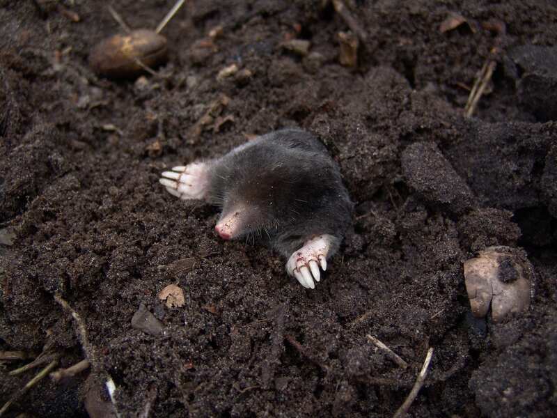 A mole coming out of hole