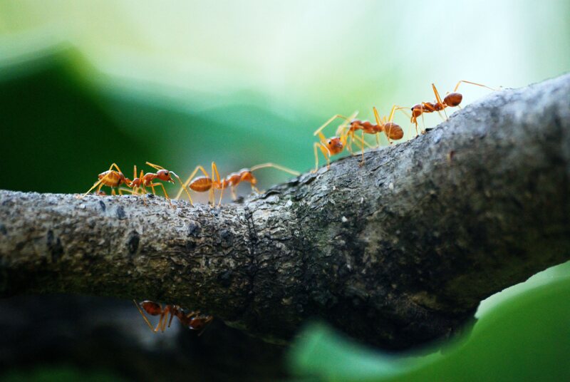 Ants walking on a branch of tree.
