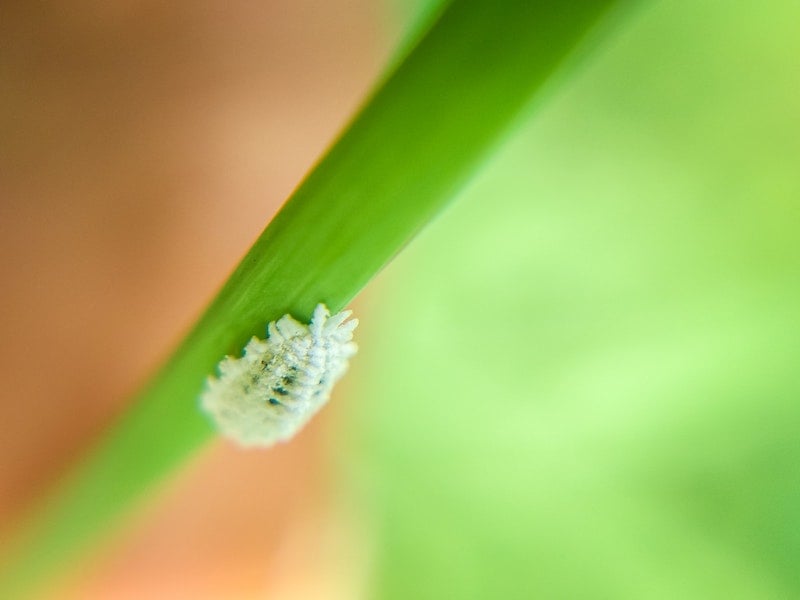 A mealybug on a green stem of plant