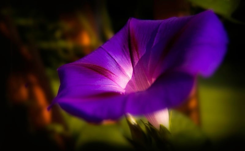 A beautiful purple color morning glory plant