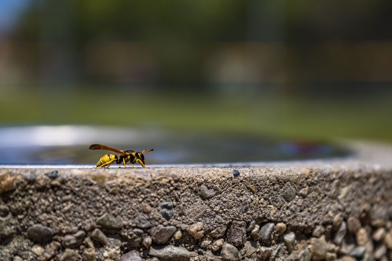 wasp
