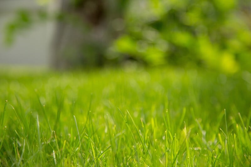 Bermudagrass grown in a lawn