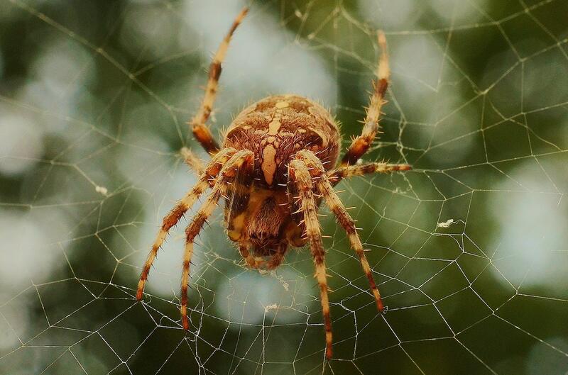 A brown spider on his web