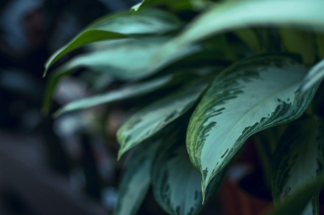 A beautiful dumb cane plant