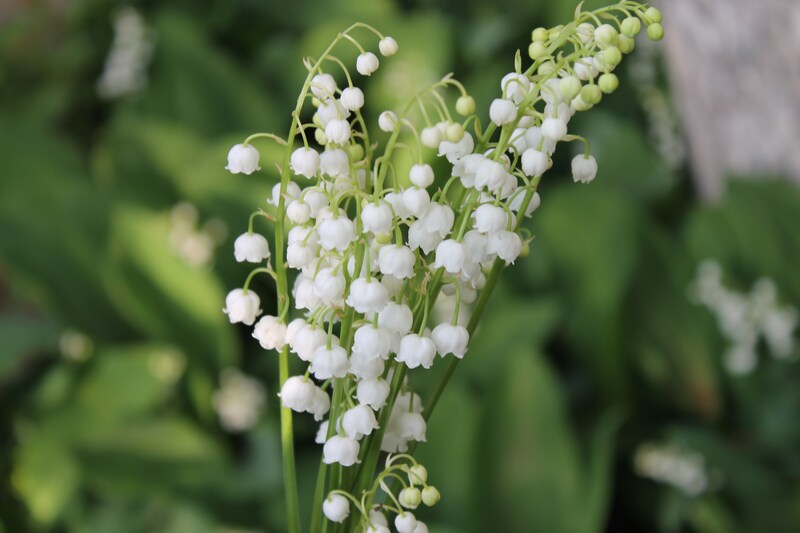 A beautiful picture of Lily of the valley