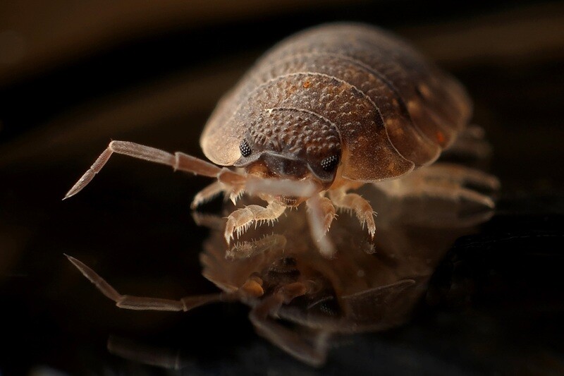A picture of bed bug with black background