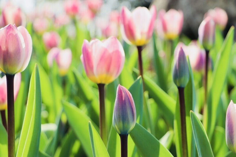 Pink tulip flowers in a lawn