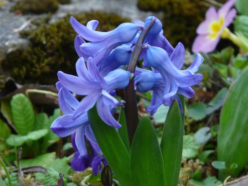 closeup of Hyacinth plant