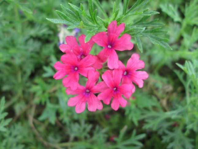 A verbena plant