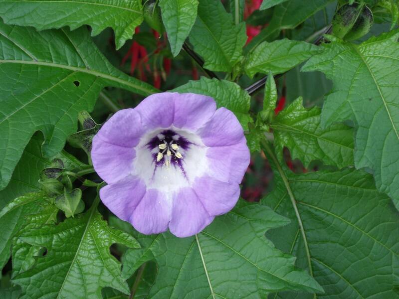 A light purple colored nightshade plant