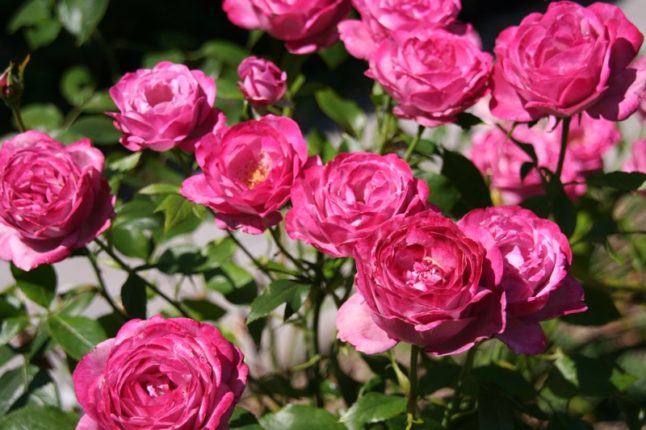 Rose plants in a lawn