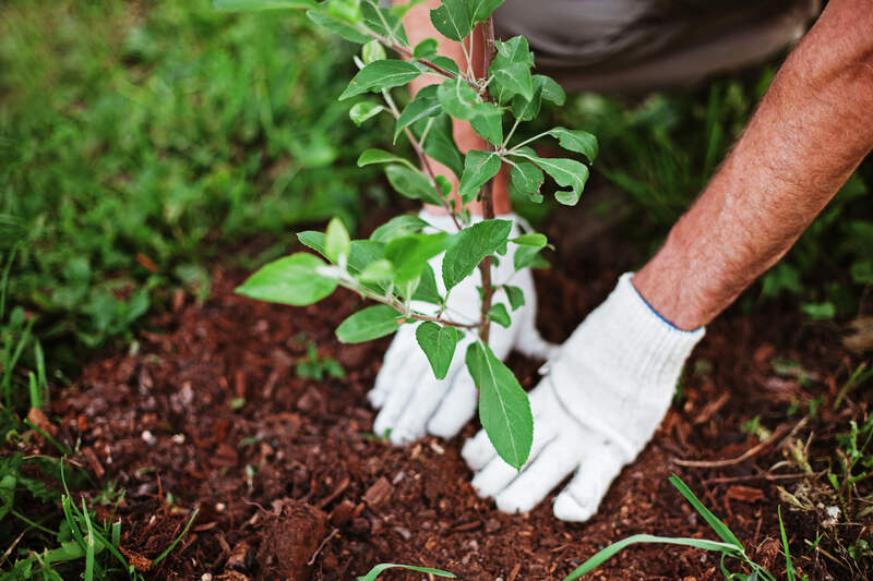 A person wearing white gardening gloves is planting a young green sapling into the soil. The surrounding area is grassy, and the soil around the plant appears freshly dug.